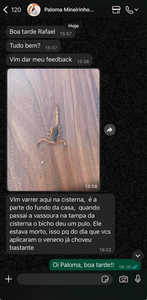 Conversa real de WhatsApp com Paloma Mineirinho