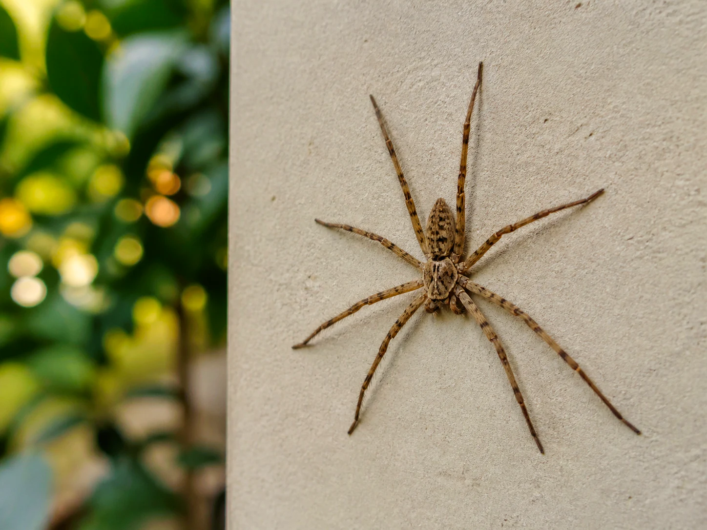 Aranha em parede próxima a um jardim