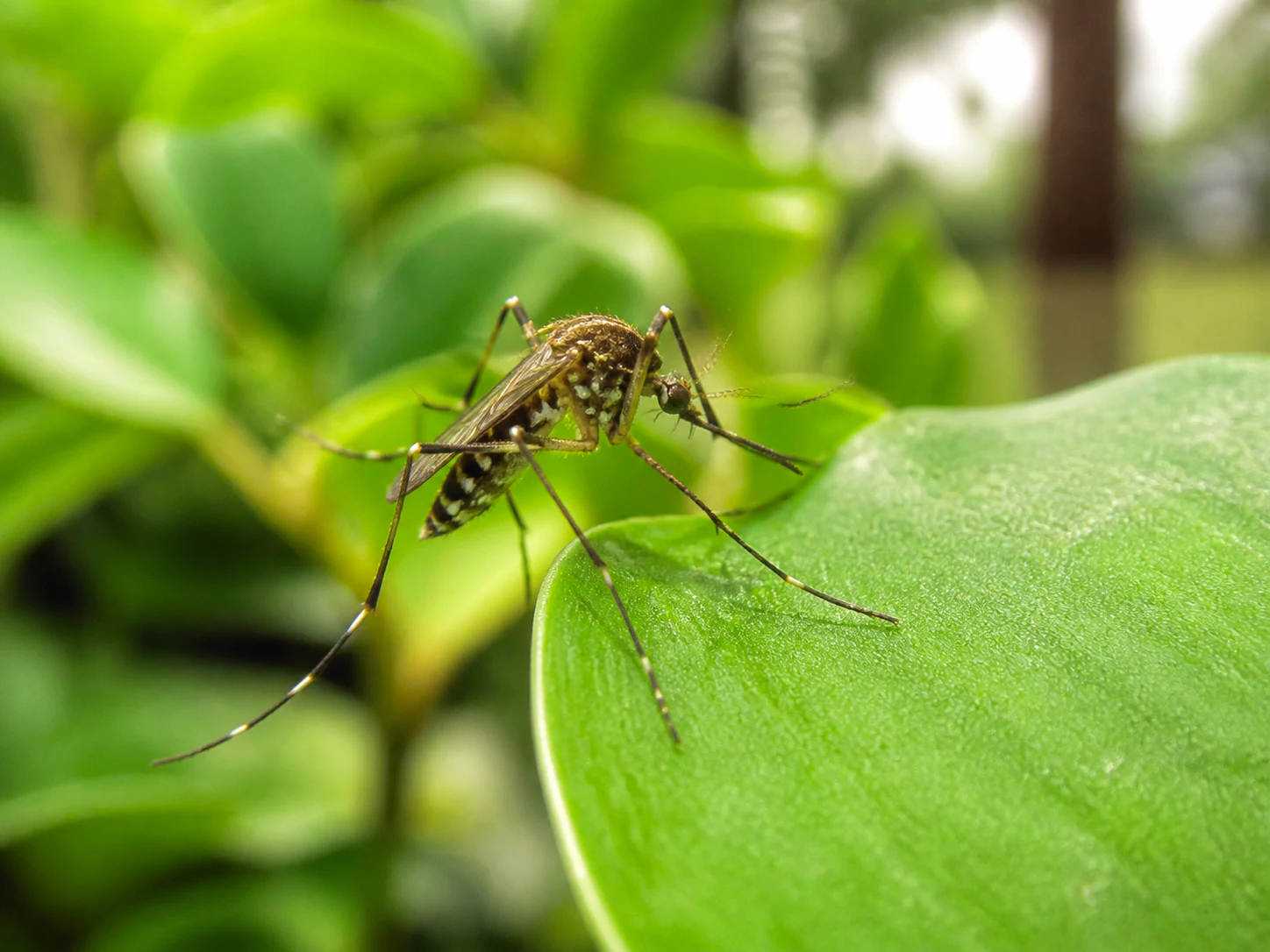 Mosquito pousado em uma folha verde